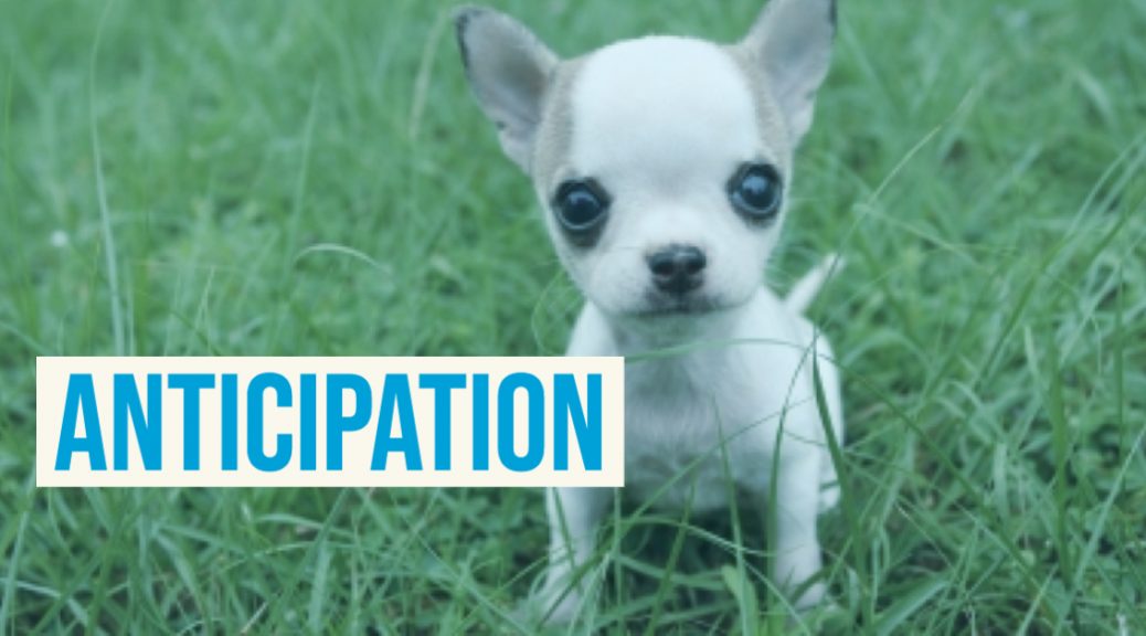 How To Use Anticipation In A Sentence